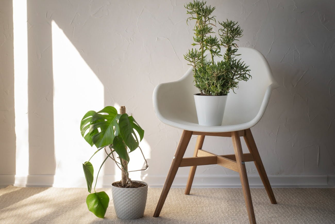 plantas para interiores